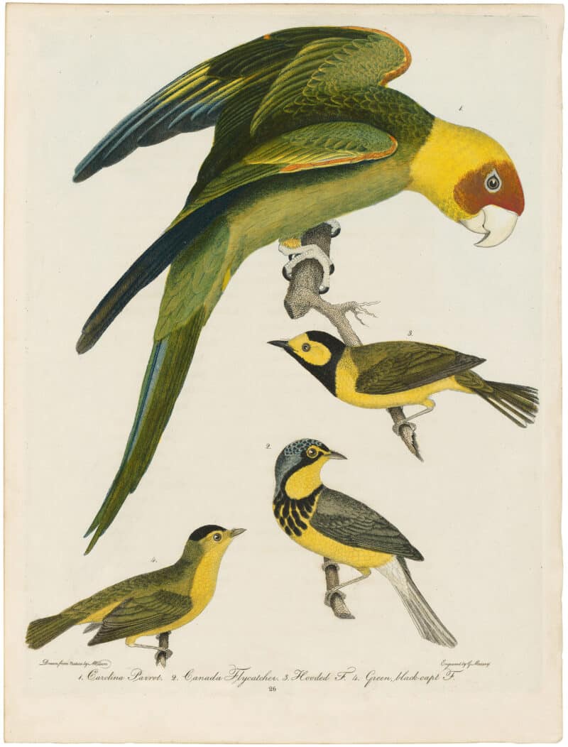 Wilson 1st Edition,  Pl. 26 Carolina Parrot; Canada Flycatcher; Hooded F.; Green, black-capt F.