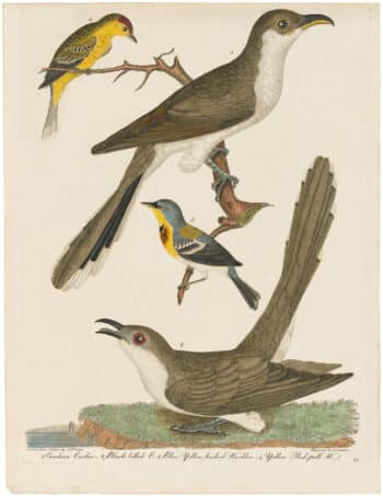Wilson 1st Edition,  Pl. 28 Carolina Cuckoo; Black-billed C.; Blue Yellow-backed Warbler; Yellow Red-poll W.