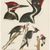 Wilson 1st Edition,  Pl. 29 Ivory billed Woodpecker; Pileated W.; Red headed W.