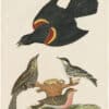 Wilson 1st Edition,  Pl. 30 Red-winged Starling; Black-poll Warbler; Lesser Red-poll