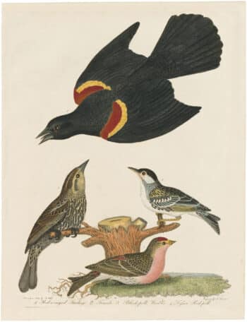 Wilson 1st Edition,  Pl. 30 Red-winged Starling; Black-poll Warbler; Lesser Red-poll
