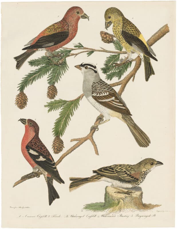 Wilson 1st Edition,  Pl. 31 American Crossbill; White-winged Crossbill; White-crown'd Bunting; Bay-winged B.