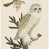 Wilson 1st Edition,  Pl. 32 Snow Owl; Male Sparrow-Hawk