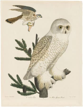 American Ornithology 1st Edition – Antique Originals