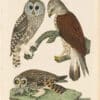 Wilson 1st Edition,  Pl. 33 Rough-legged Falcon; Barred Owl; Short-eared O.