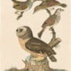 Wilson 1st Edition,  Pl. 34 Little Owl; Sea-side Finch; Sharp-tailed F.; Savannah F.
