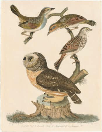 Wilson 1st Edition,  Pl. 34 Little Owl; Sea-side Finch; Sharp-tailed F.; Savannah F.