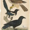 Wilson 1st Edition,  Pl. 35 Winter Falcon; Magpie; Crow