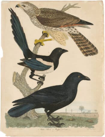 Wilson 1st Edition,  Pl. 35 Winter Falcon; Magpie; Crow