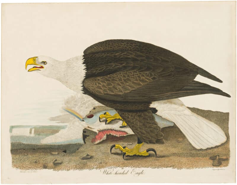 Wilson 1st Edition,  Pl. 36 White-headed Eagle