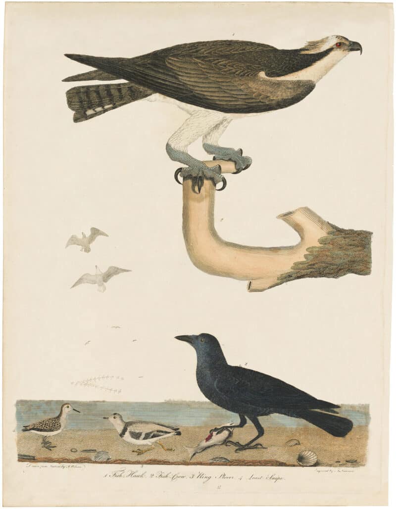 Wilson 1st Edition,  Pl. 37 Fish-Hawk; Fish-Crow; Ring Plover; Least Snipe