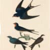 Wilson 1st Edition,  Pl. 38 Barn Swallow; White-bellied S.; Bank S.