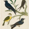 Wilson 1st Edition,  Pl. 39 Chimney Swallow; Purple Martin; Connecticut Warbler