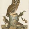 Wilson 1st Edition,  Pl. 42 Red Owl; Warbling Flycatcher; Purple Finch; Brown Lark