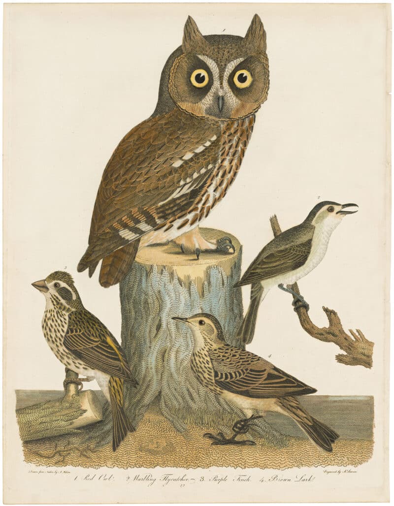 Wilson 1st Edition,  Pl. 42 Red Owl; Warbling Flycatcher; Purple Finch; Brown Lark