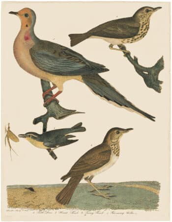 Wilson 1st Edition,  Pl. 43 Turtle Dove; Hermit Thrush; Tawney Thrush; Pine-swamp Warbler