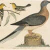 Wilson 1st Edition,  Pl. 44 Passenger Pigeon; Blue-mountain Warbler, Hemlock W.