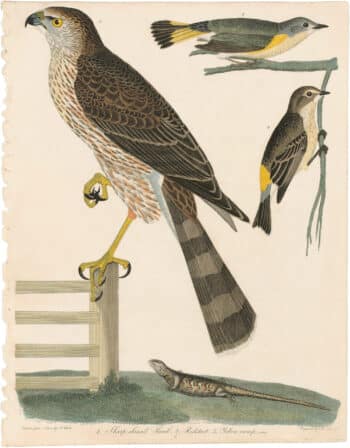 Wilson 1st Edition,  Pl. 45 Sharp-shinned Hawk; Redstart, Yellow-rump