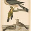 Wilson 1st Edition,  Pl. 46 Slate-coloured Hawk; Ground Dove