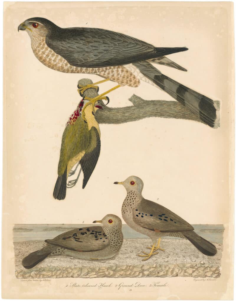 Wilson 1st Edition,  Pl. 46 Slate-coloured Hawk; Ground Dove