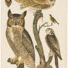 Wilson 1st Edition,  Pl. 50 Great Horned Owl; Barn O.; Meadow Mouse; Red Bat; Small-headed Flycatcher; Hawk Owl