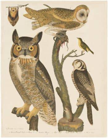 Wilson 1st Edition,  Pl. 50 Great Horned Owl; Barn O.; Meadow Mouse; Red Bat; Small-headed Flycatcher; Hawk Owl