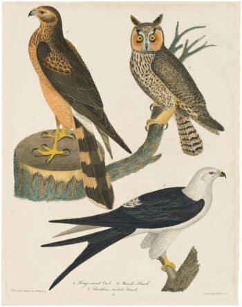 Wilson 1st Edition,  Pl. 51 Long-eared Owl; Marsh Hawk; Swallow-tailed Hawk