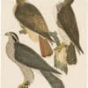 Wilson 1st Edition,  Pl. 52 Red-tailed Hawk; American Buzzard; Ash-coloured Hawk