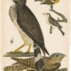 Wilson 1st Edition,  Pl. 54 Broad-winged Hawk; Chuck-wills-widow; Cape-May Warbler, Female Black-cap W.