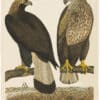 Wilson 1st Edition,  Pl. 55 Ring-tail Eagle; Sea Eagle