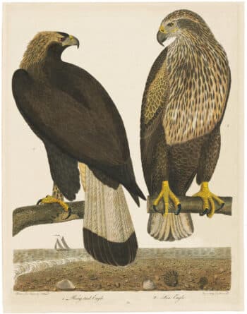 Wilson 1st Edition,  Pl. 55 Ring-tail Eagle; Sea Eagle