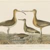 Wilson 1st Edition,  Pl. 56 Esquimaux Curlew; Red backed Snipe; Semipalmated S.; Marbled Godwit