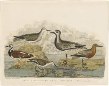 Wilson 1st Edition,  Pl. 57 Turnstone; Ash-coloured Sandpiper; The Purre; Black-bellied Plover; Red-breasted Sandpiper