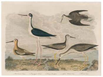 Wilson 1st Edition,  Pl. 58 Red-breasted Snipe; Long-legged Avoset; Solitary Sandpiper; Yellow-Shanks Snipe; Tell-tale Snipe