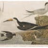 Wilson 1st Edition,  Pl. 60 Great Tern; Lesser T.; Short-tailed T.; Black Skimmer; Stormy Petrel