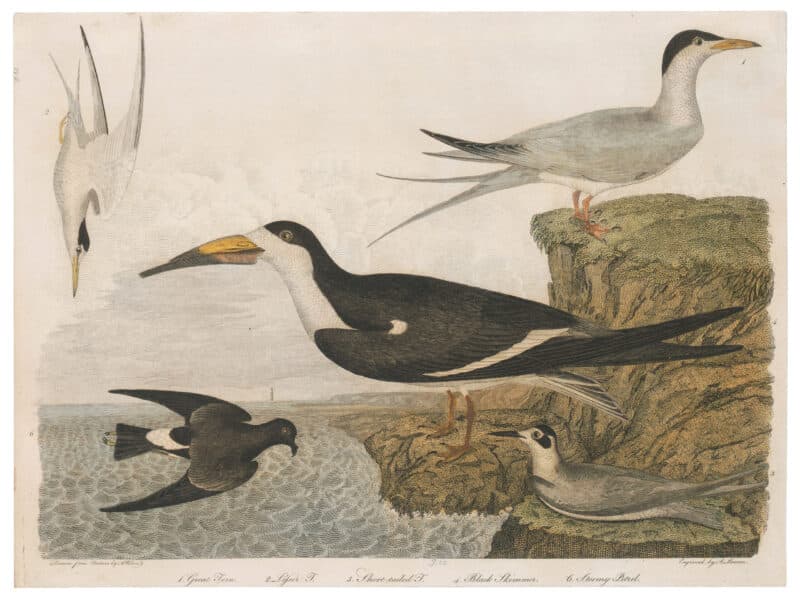 Wilson 1st Edition,  Pl. 60 Great Tern; Lesser T.; Short-tailed T.; Black Skimmer; Stormy Petrel