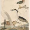 Wilson 1st Edition,  Pl. 61 Green Heron; Night H.; Great White H.