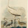 Wilson 1st Edition,  Pl. 64 Louisiana Heron; Pied Oyster-catcher; Hooping Crane; Long billed Curlew
