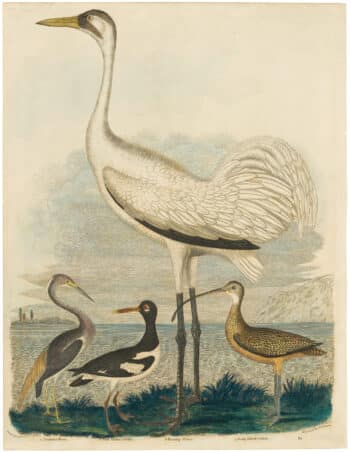 Wilson 1st Edition,  Pl. 64 Louisiana Heron; Pied Oyster-catcher; Hooping Crane; Long billed Curlew