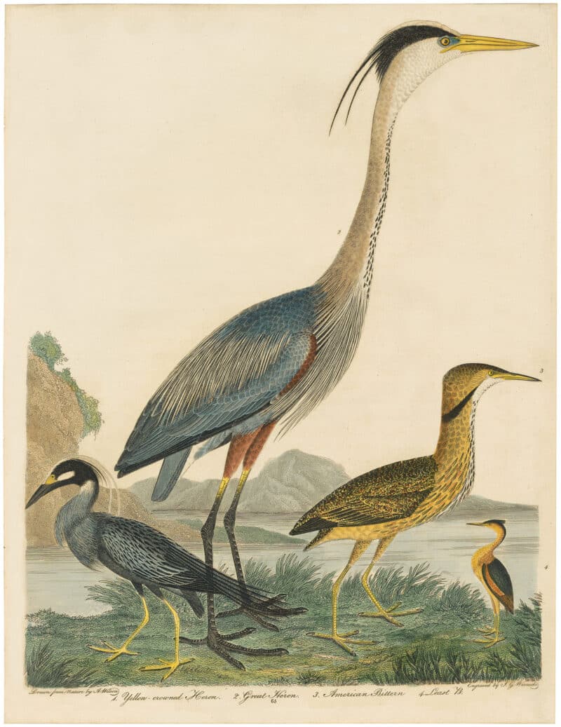 Wilson 1st Edition,  Pl. 65 Yellow-crowned Heron; Great Heron; American Bittern; Least B.