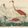 Wilson 1st Edition,  Pl. 66 Wood Ibis; Scarlet I.; Flamingo, White Ibis