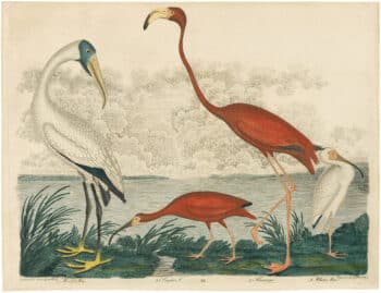 American Ornithology - Oppenheimer Editions