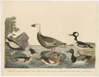 Wilson 1st Edition,  Pl. 69 Hooded or Crested Merganser; Red-breasted Merganser; Blue Bill or Scaup Duck; American Widgeon Male; Female Snow Goose; Pied Duck