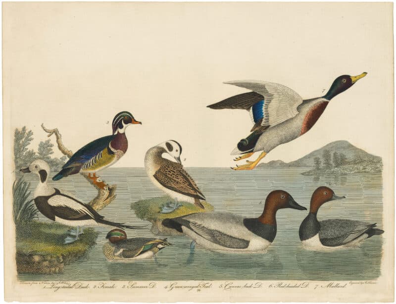 Wilson 1st Edition,  Pl. 70 Long-tailed Duck; Summer Duck; Green-winged Teal; Canvas-back D.; Red-headed D.; Mallard