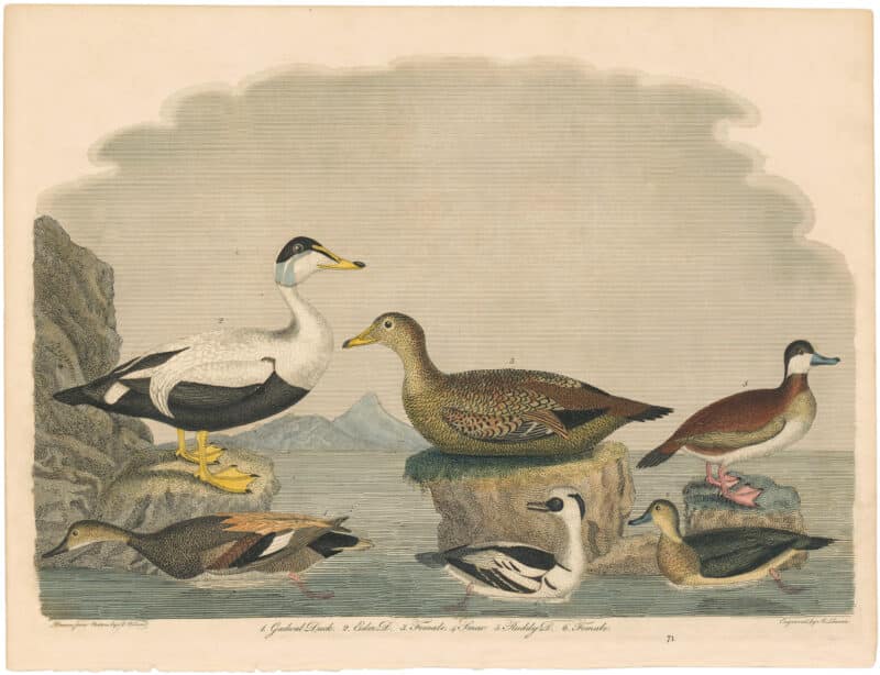Wilson 1st Edition,  Pl. 71 Gadwal Duck; Eider D.; Smew; Ruddy D.