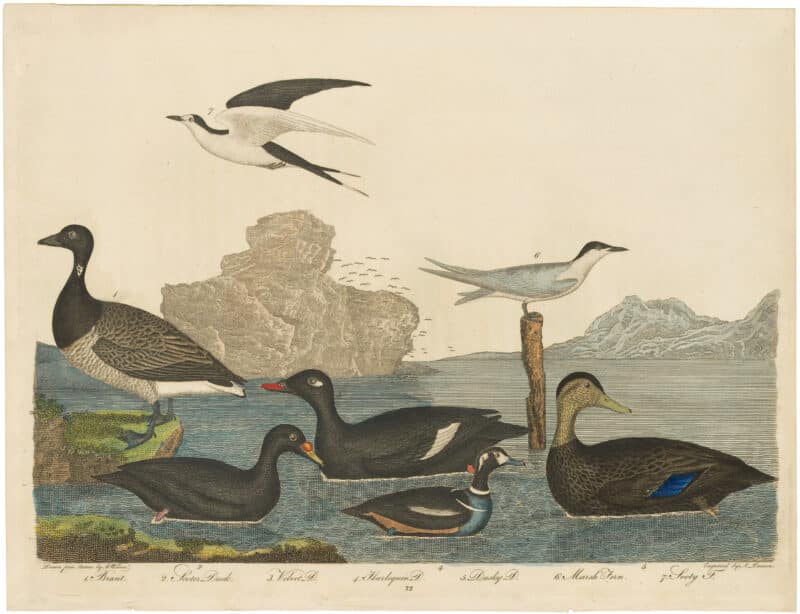 Wilson 1st Edition,  Pl. 72 Brant; Scoter Duck; Velvet D.; Harlequin  D.; Dusky D.; Marsh Tern; Sooty T.