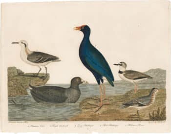 Wilson 1st Edition,  Pl. 73 Common Coot; Purple Gallinule; Gray Phalarope; Red Phalarope; Wilson's Plover