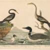 Wilson 1st Edition,  Pl. 74 Black-bellied Darter; Female D.; Great Northern Diver; Black-headed Gull; Little Auk