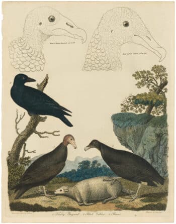 Wilson 1st Edition,  Pl. 75 Turkey Buzzard; Black Vulture; Raven