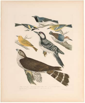 Wilson 2nd Edition, Pl. 15 Red-cocaded Woodpecker; Brown-headed Nuthatch; Pigeon Hawk; Blue-winged Yellow Warbler